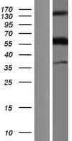 CD300LG Protein (Over-Expression Lysate Myc-DDK (Flag))