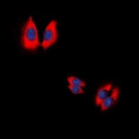 CASP9 / Caspase 9 Antibody (Internal)