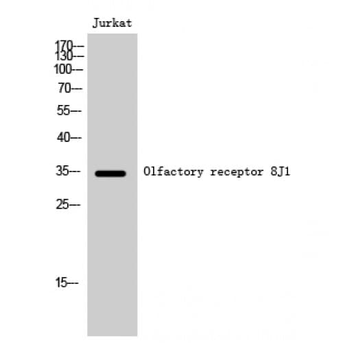 Polyclonal Rabbit anti-Human OR8J1 Antibody (200-280 aa, C-terminal, IF, WB)