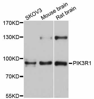 PIK3R1 / p85 Alpha Antibody