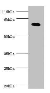 KCND2 / Kv4.2 Antibody