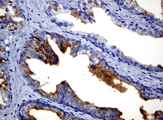 FOLH1 / PSMA Antibody (clone UMAB25, Carrier-free)