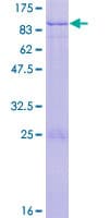 Human ZNF74 Protein (Recombinant GST)