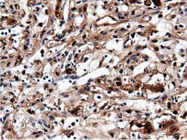 NT5DC1 Antibody (clone OTI2H8)