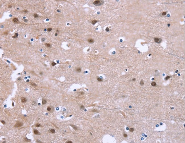 GPR171 Antibody