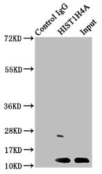 Polyclonal Rabbit anti-Human HIST1H4I Antibody (IHC, IF, WB)