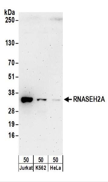 RNASEH2A Antibody (aa249-299)