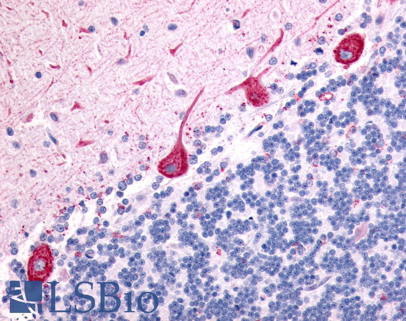 IHC-plus™ HTR7 / 5HT7 Receptor Antibody (N-Terminus)