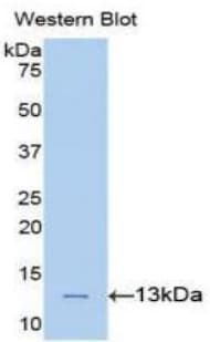 PLAA Antibody (aa367-468, Biotin)
