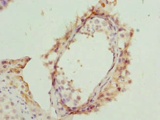 Anillin Antibody