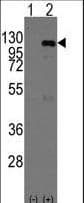 Polyclonal Rabbit anti-Mouse CASC3 / MLN51 Antibody (aa202-233, IHC, WB)