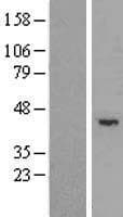 TRIM5 Protein (Over-Expression Lysate Myc-DDK (Flag))