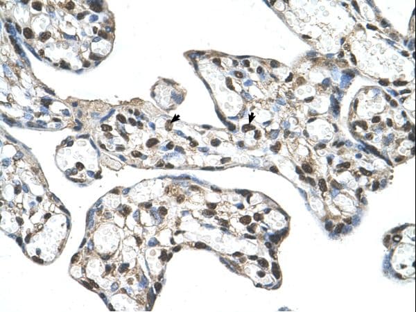 SLC48A1 / HRG1 Antibody (C-Terminus)