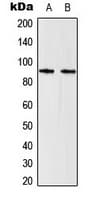 STAT5 A+B Antibody (C-Terminus)