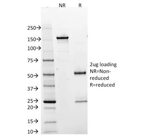 POU2AF1 / BOB1 Antibody (clone BOB1/2425, Azide-free, BSA-free)