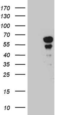 PAX7 Antibody (aa34-491, clone OTI4G5, Carrier-free)
