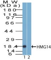 HMGN1 / HMG14 Antibody (aa1-50)