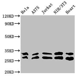 YWHAE / 14-3-3 Epsilon Antibody