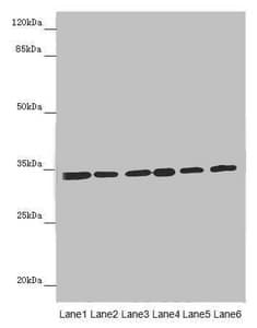 ETFA Antibody