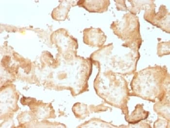 EGFR Antibody (clone GFR/1708, Azide-free, BSA-free)