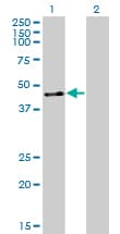 ZNF191 / ZNF24 Antibody (clone 4A1)