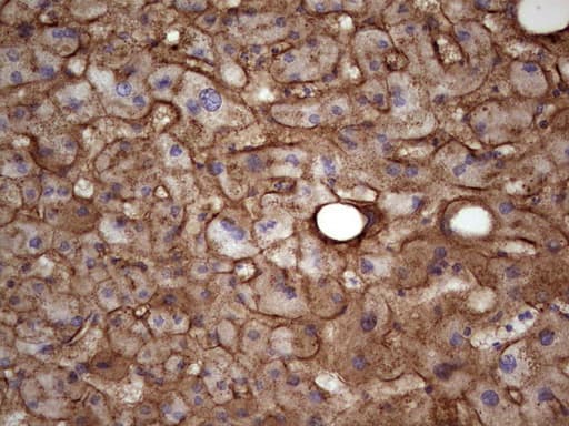 APOE / Apolipoprotein E Antibody (clone OTI3F1)
