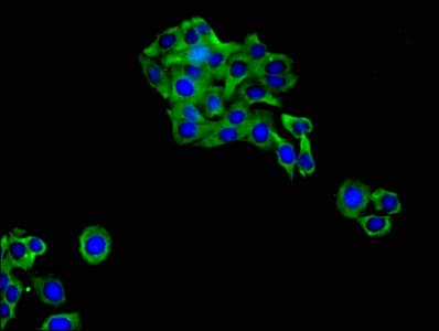 GJA5 / CX40 / Connexin 40 Antibody