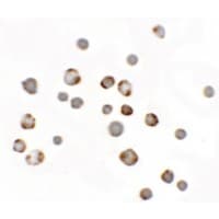 IHC-plus™ Polyclonal Rabbit anti-Human Paralemmin 3 / PALM3 Antibody (IHC, IF, WB)