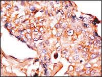 NPTX1 Antibody (aa174-203)