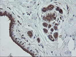Monoclonal Mouse anti-Human TRAPPC4 / Synbindin Antibody (clone OTI2G8, IHC, WB)