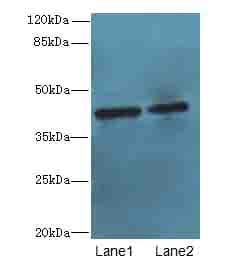 CIPC / KIAA1737 Antibody