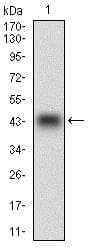 PON1 / ESA Antibody (aa1-200, clone 4G8D3)