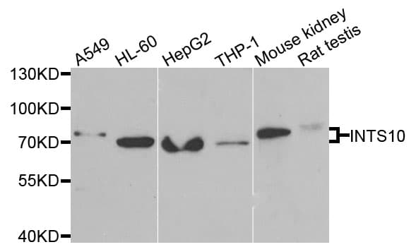 INTS10 Antibody