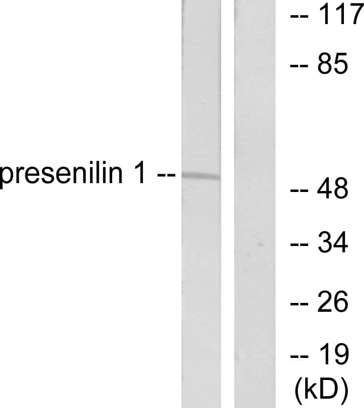 PSEN1 / Presenilin 1 Antibody (aa1-50)