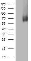 MAdCAM-1 Antibody (clone OTI1C4)