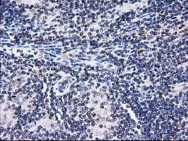 FAM40A Antibody (clone OTI7G7)
