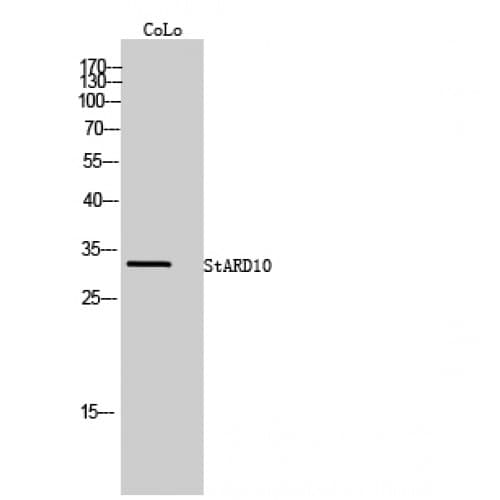STARD10 Antibody (Internal)