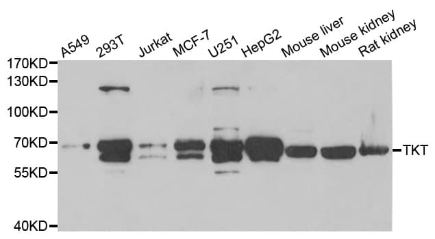 TKT / Transketolase Antibody