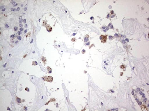 SNX12 Antibody (clone OTI3A4, Carrier-free)