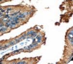 PSAP / Prosaposin Antibody (clone PASE/4LJ)