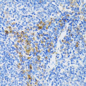 ATG3 Antibody