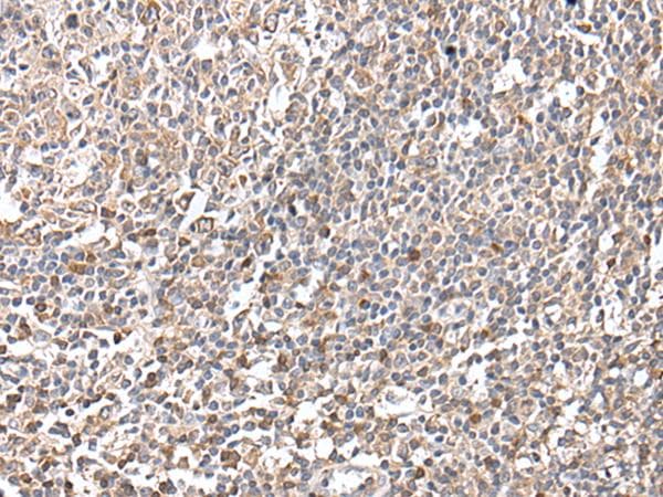GNAI2 Antibody