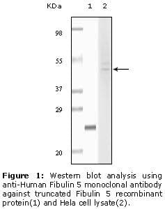 FBLN5 / Fibulin 5 Antibody (clone 3F10A5, 3F8A12)