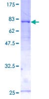 Human RBM22 Protein (Recombinant GST)
