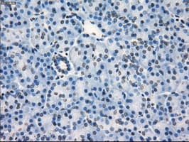 CD32A Antibody (clone OTI9C6, Carrier-free)