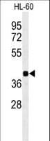 RGR Antibody (aa265-291)