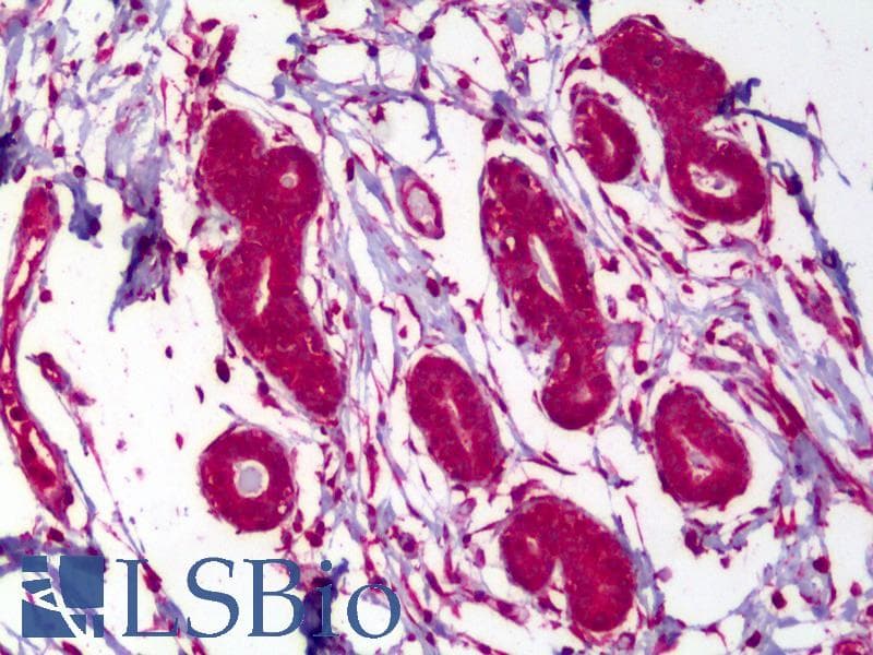 IHC-plus™ MAPK8 / JNK1 Antibody (clone 3H2)