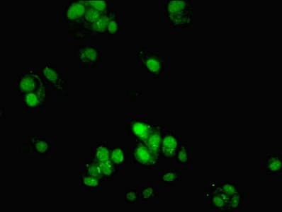 IHC-plus™ ATG10 Antibody