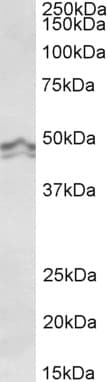 IHC-plus™ HRH3 / Histamine 3 Receptor Antibody (aa135-149)