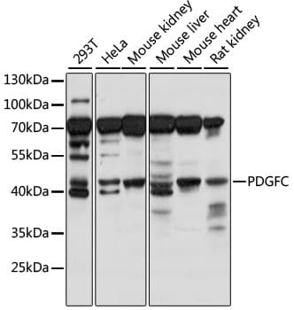 PDGF-CC Antibody